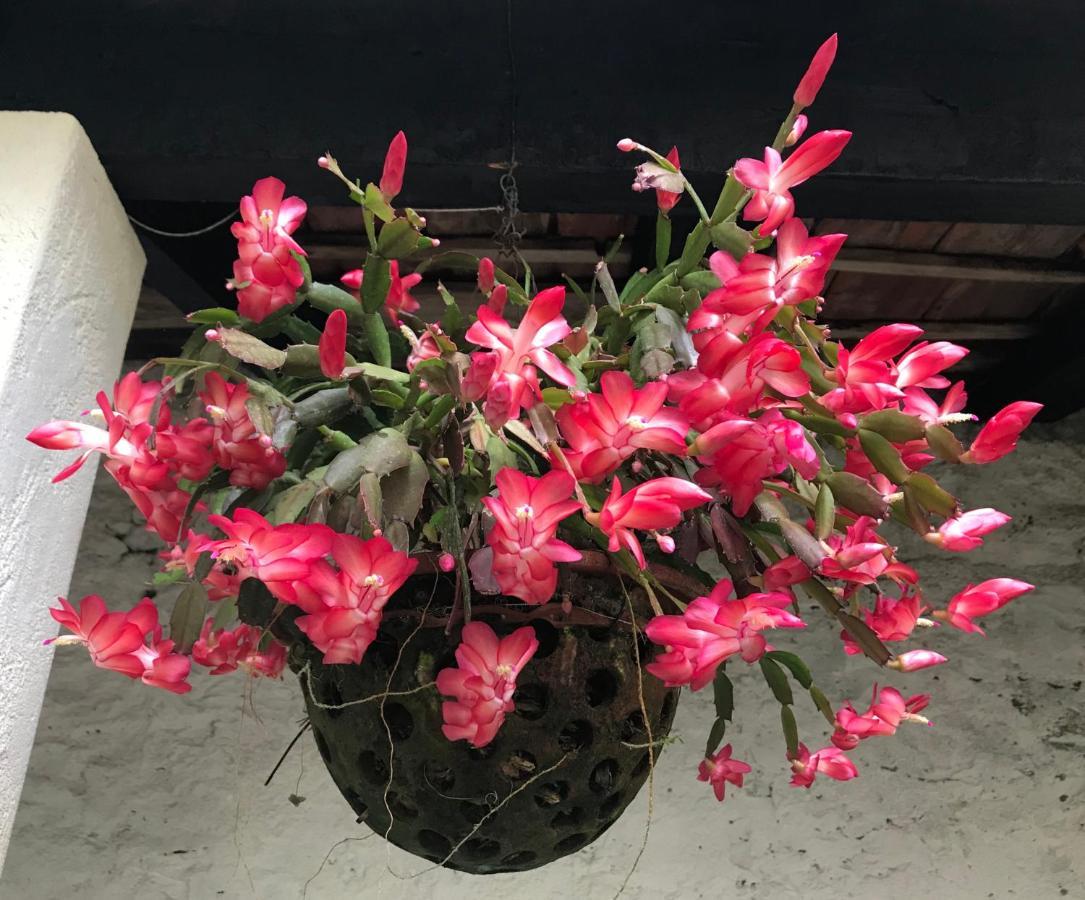 Vitorina Corte Guesthouse ฟุงชาล ภายนอก รูปภาพ