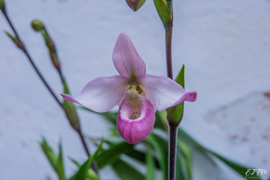 Vitorina Corte Guesthouse ฟุงชาล ภายนอก รูปภาพ